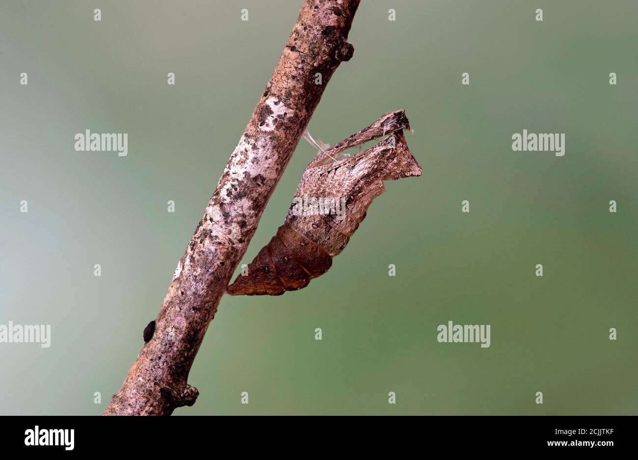 Concha de una pupa vacía girada después de la eclosión de un Viejo Mundo Swallowtail (Papilio machaon), Suiza Foto de stock