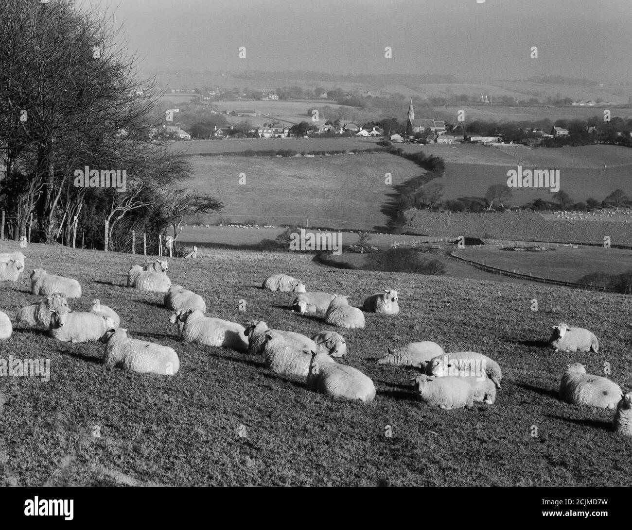 Rebaño de ovejas sentado en un campo por Battery Hill, Fairlight, Hastings, East Sussex, Inglaterra, Reino Unido Foto de stock