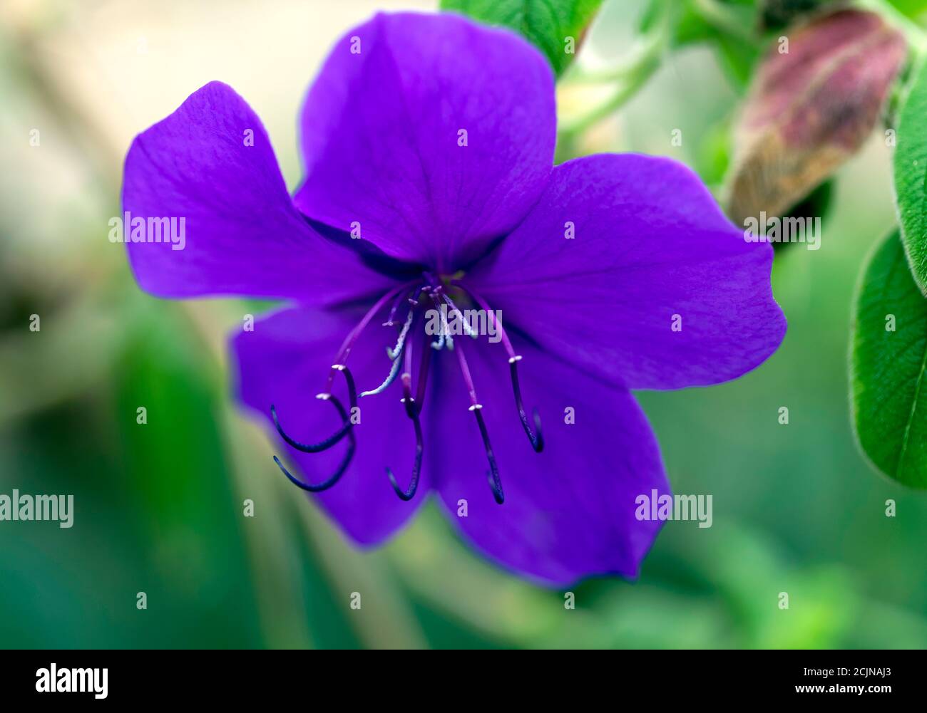 Macro imagen de una flor Tibouchina urvilleana, en el invernadero Tropical en los Jardines del Castillo de Walmer Foto de stock