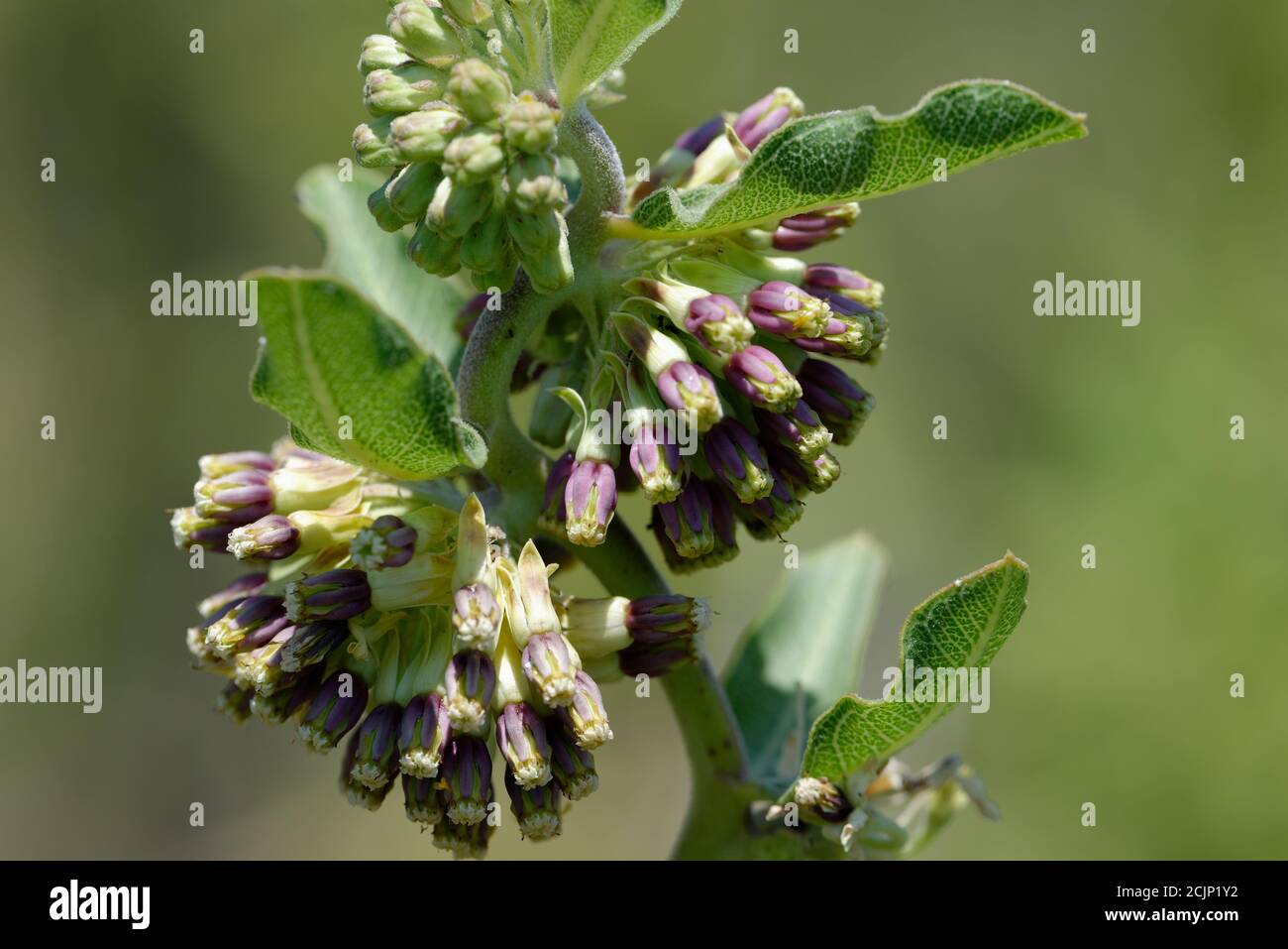 Verde-flor Milkweed, Foto de stock