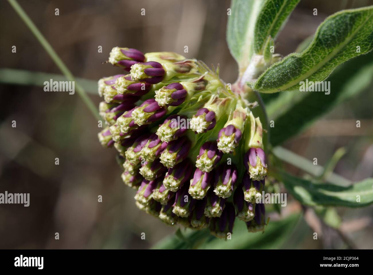 Verde-flor Milkweed, Foto de stock