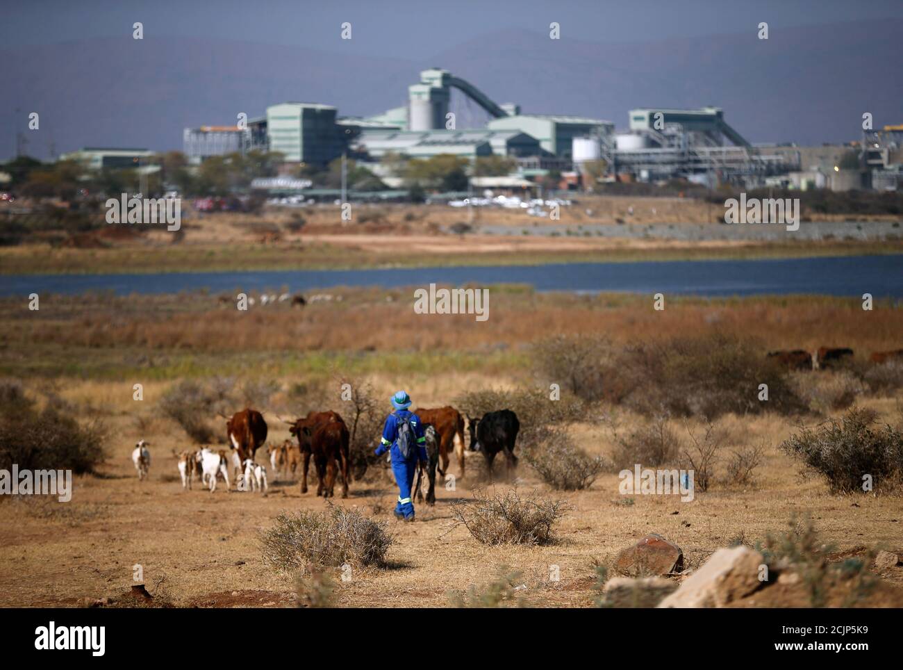 Un pastor conduce a una manada de ganado hacia la mina de platino Mogalakwena en Mokopane, provincia de Limpopo, Sudáfrica, 20 de septiembre de 2017. Foto tomada el 20 de septiembre de 2017. Para igualar Insight ÁFRICA-PLATINUM/. REUTERS/Siphiwe Sibeko Foto de stock