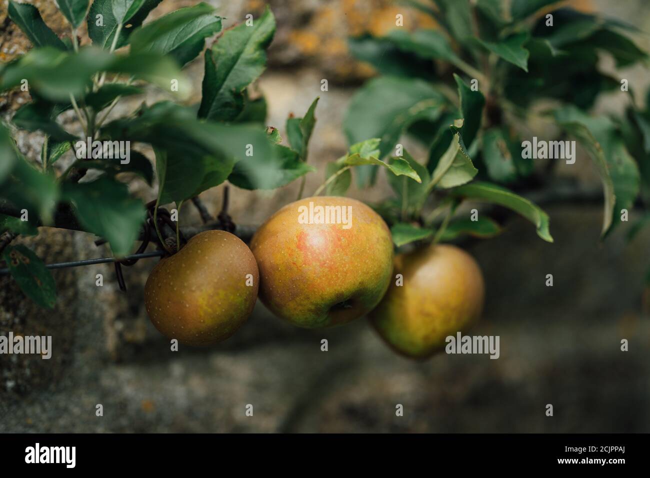 Egremont manzana reineta Foto de stock