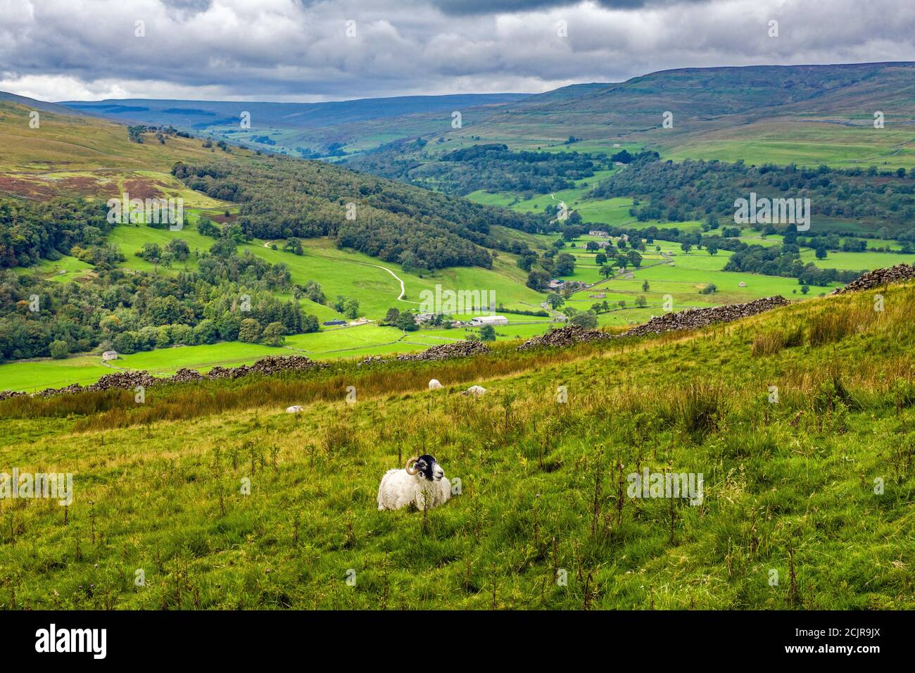Mirando hacia el Alto Valle Wharfedale desde las laderas de Buckden Pike entre los pueblos Dales de Buckden y Starbotton en una mañana de septiembre. Foto de stock