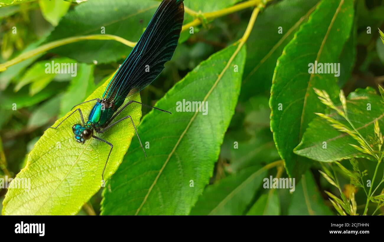 Un macho Demoiselle Agrion en el río Brathay, Distrito de los Lagos, Reino Unido. Foto de stock