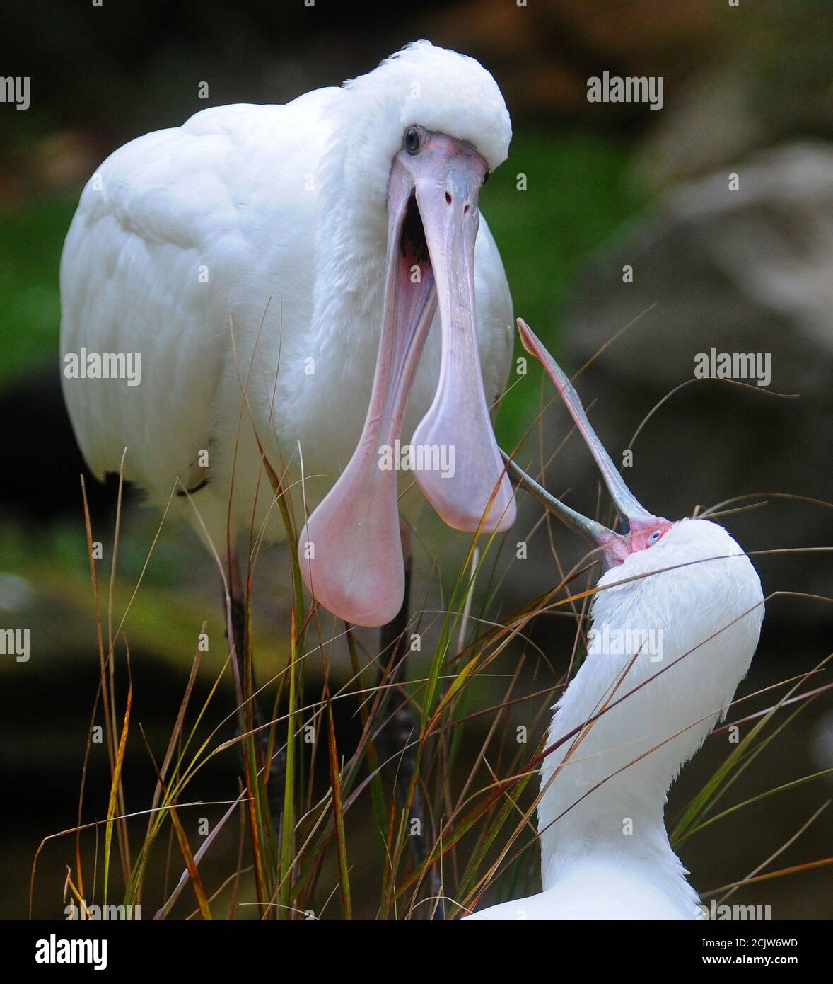 PICO DE CUCHARA Fotografía de stock - Alamy