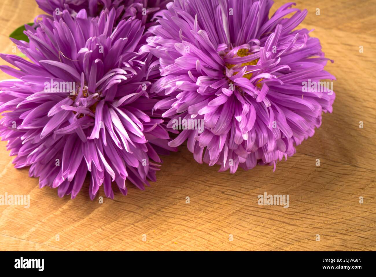 Flores en flor, tres brotes de aster, sobre una tabla de madera Fotografía  de stock - Alamy