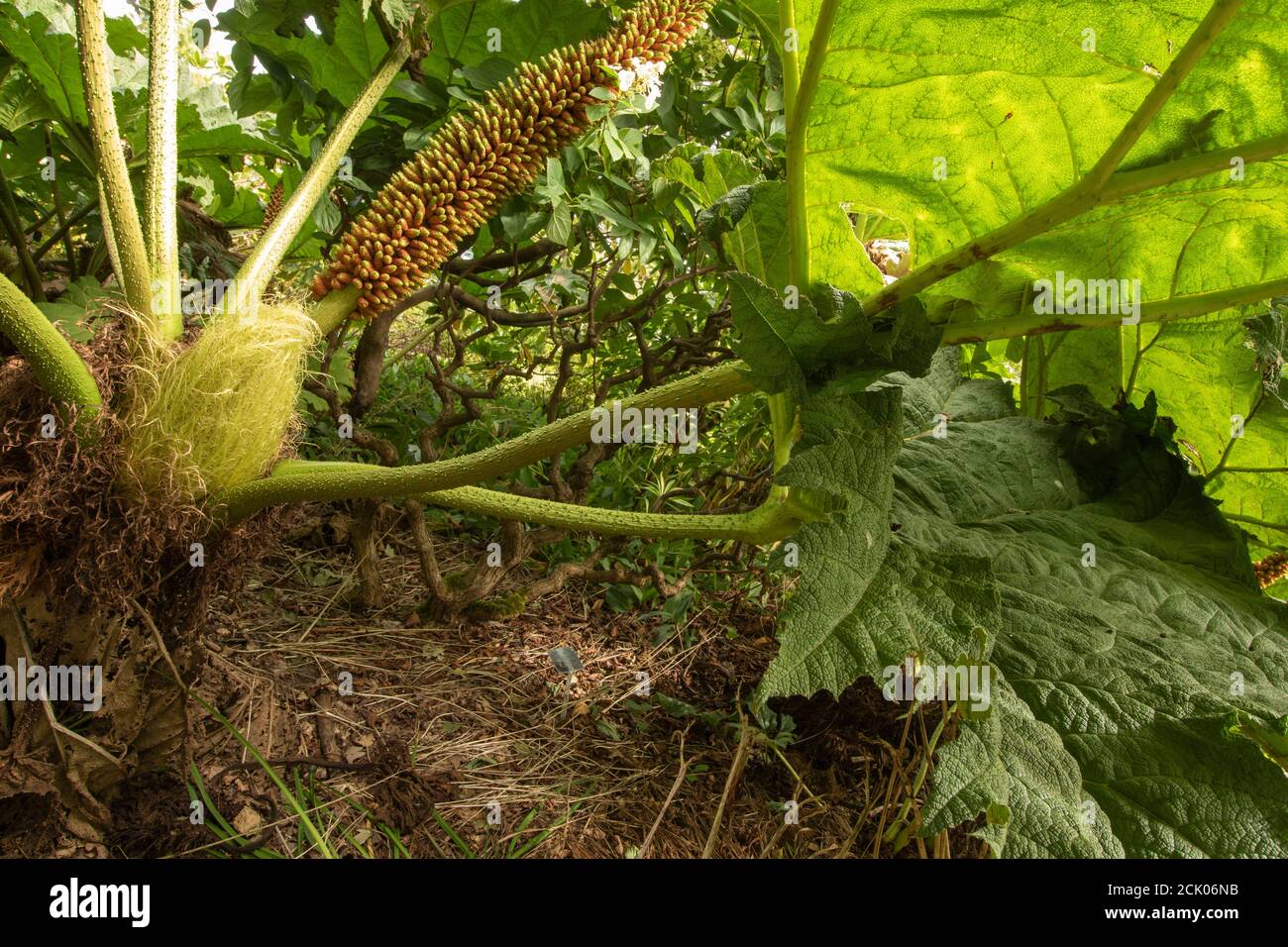 Gunnera tinctoria, patrones y formas en el retrato de la naturaleza Foto de stock