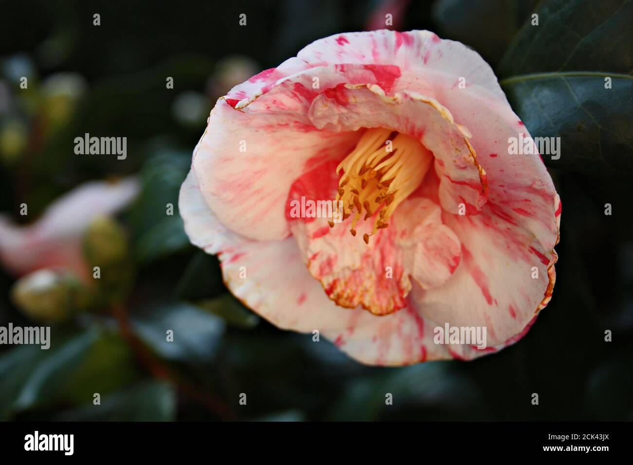 flor de camelia florida de color rosa blanco y fucsia colores fantásticos  en un árbol verde en un jardín Fotografía de stock - Alamy