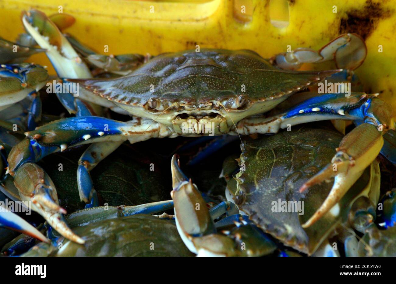 Un cangrejo azul se sienta en una cuenca después de ser capturado en la  ciudad costera de Barranquitas, Lago Maracaibo 21 de julio de 2011. Los  pescadores venezolanos inspeccionan su captura de