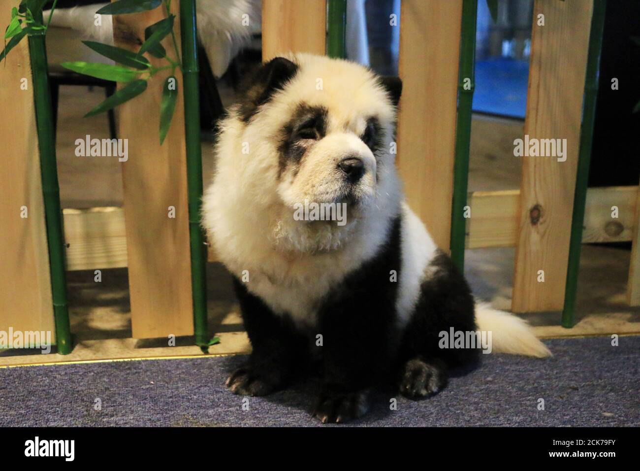 Panda Likeness Fotos E Imagenes De Stock Alamy