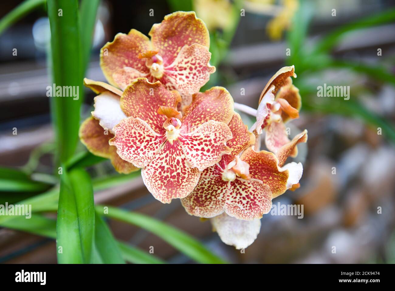Vanda orquídea con hojas fondo / hermosa orquídea flor marrón en la granja  de la naturaleza planta de vivero Fotografía de stock - Alamy