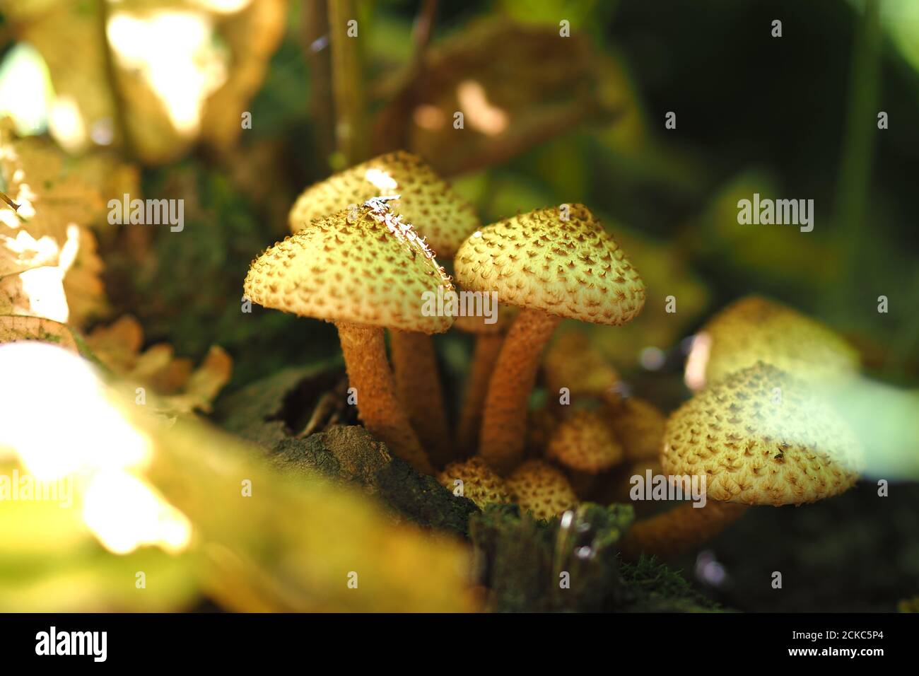 Setas del bosque en un claro. Foto de stock