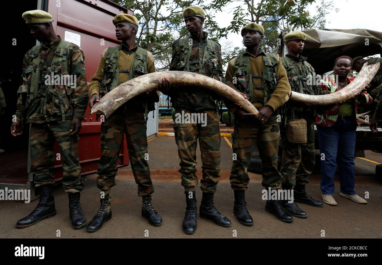 Los guardabosques del Servicio de vida Silvestre de Kenya (KWS) llevan colmillos de elefante en su sede como parte de unas 106 toneladas de marfil confiscado que se incendiarán en la capital de Kenya, Nairobi, 15 de abril de 2016. REUTERS/Thomas Mukoya IMÁGENES TPX DEL DÍA Foto de stock