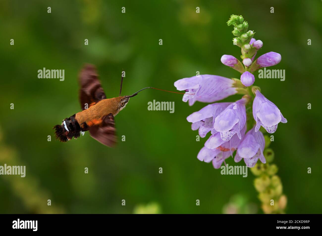 Macroglossum stellatarum comer de una purpurea digitalis mientras vuela Foto de stock
