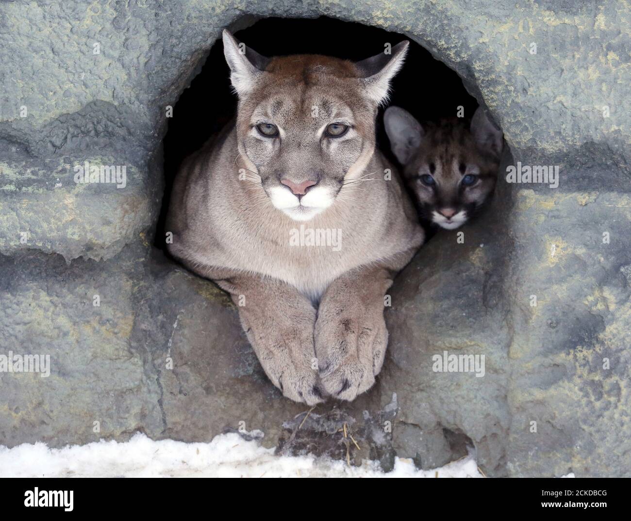 Puma creativo fotografías e imágenes de alta resolución - Alamy