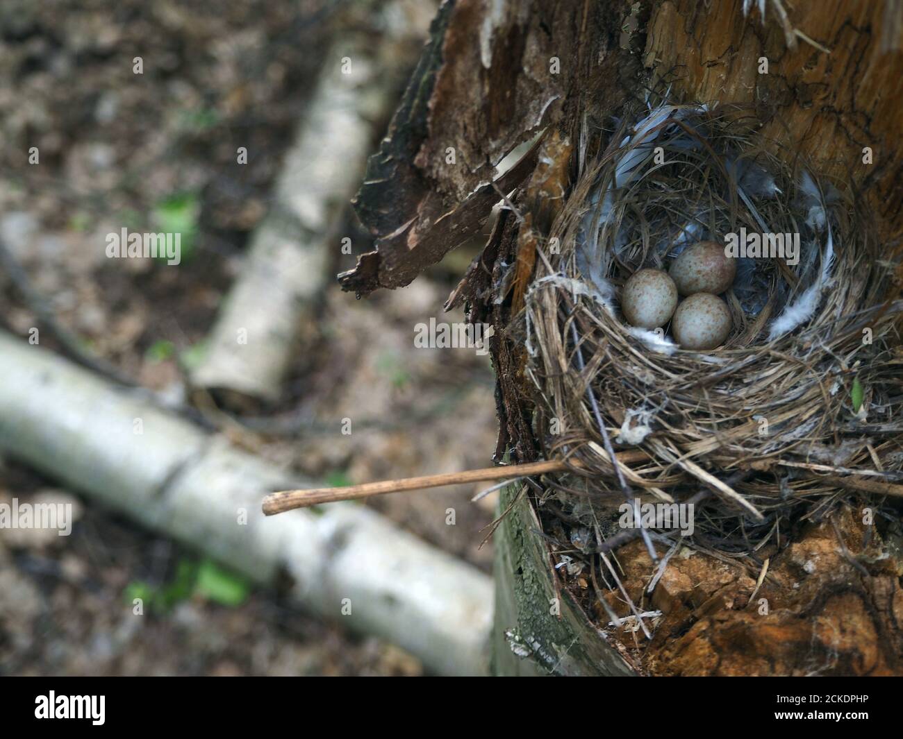 Anida en el bosque con huevos de ave Foto de stock