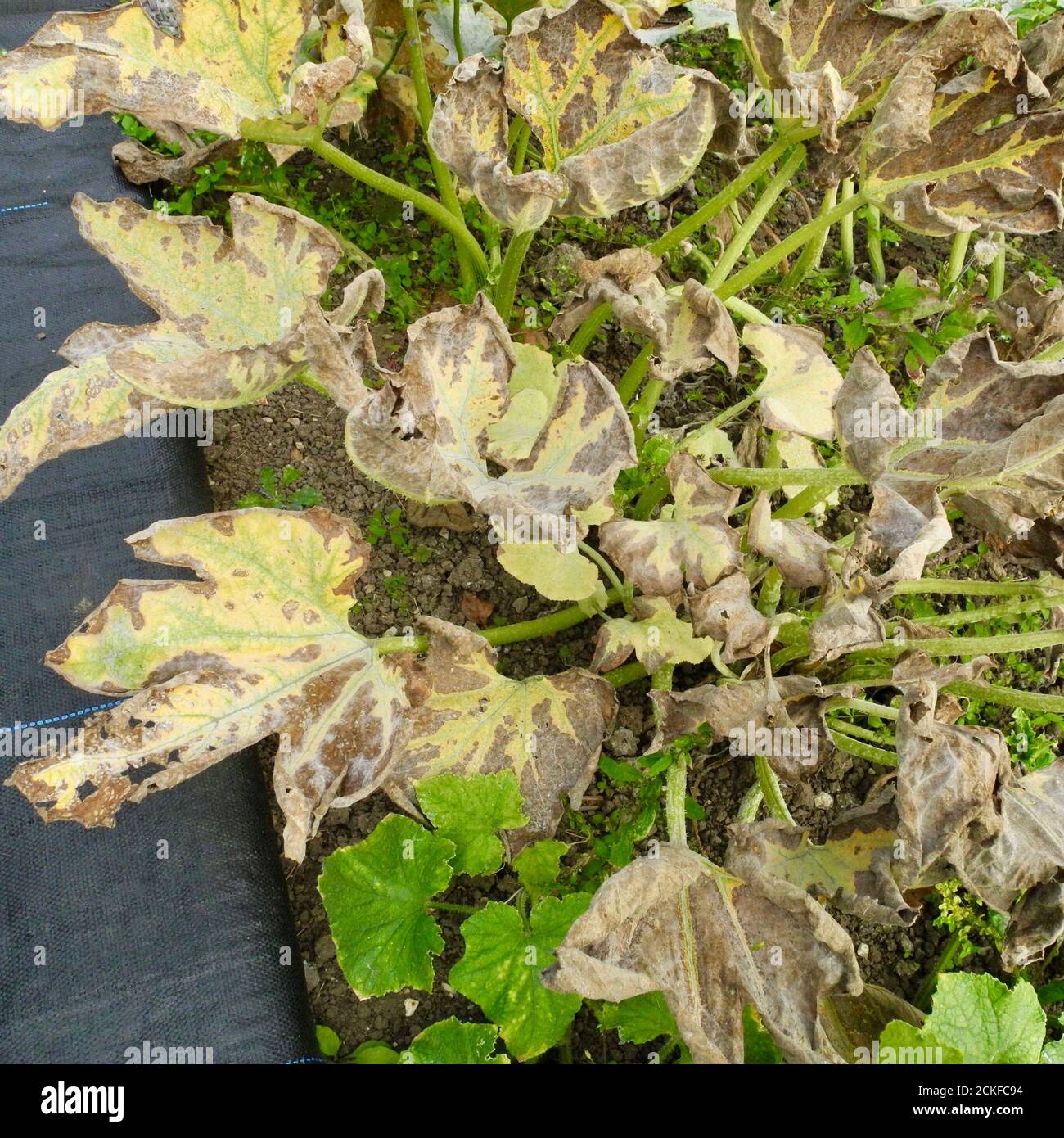 Esta imagen muestra la etapa inicial del mildiú polvoroso que afecta a las hojas de UNA PLANTA de COUGETTE. El mildiú polvoriento es una enfermedad micótica que afecta a una amplia gama de plantas. Las enfermedades del mildiú polvoriento son causadas por muchas especies diferentes de hongos en el orden Erysiphales, siendo Potoshaera xanthii la causa más comúnmente reportada. Común en CALABAZAS PEPINOS CALABAZAS CALABAZAS y otros miembros de la familia DE LAS CALABAZAS. Foto de stock