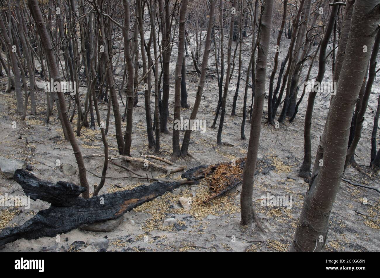 Bosque quemado en el fuego forestal de 20112012. Parque Nacional