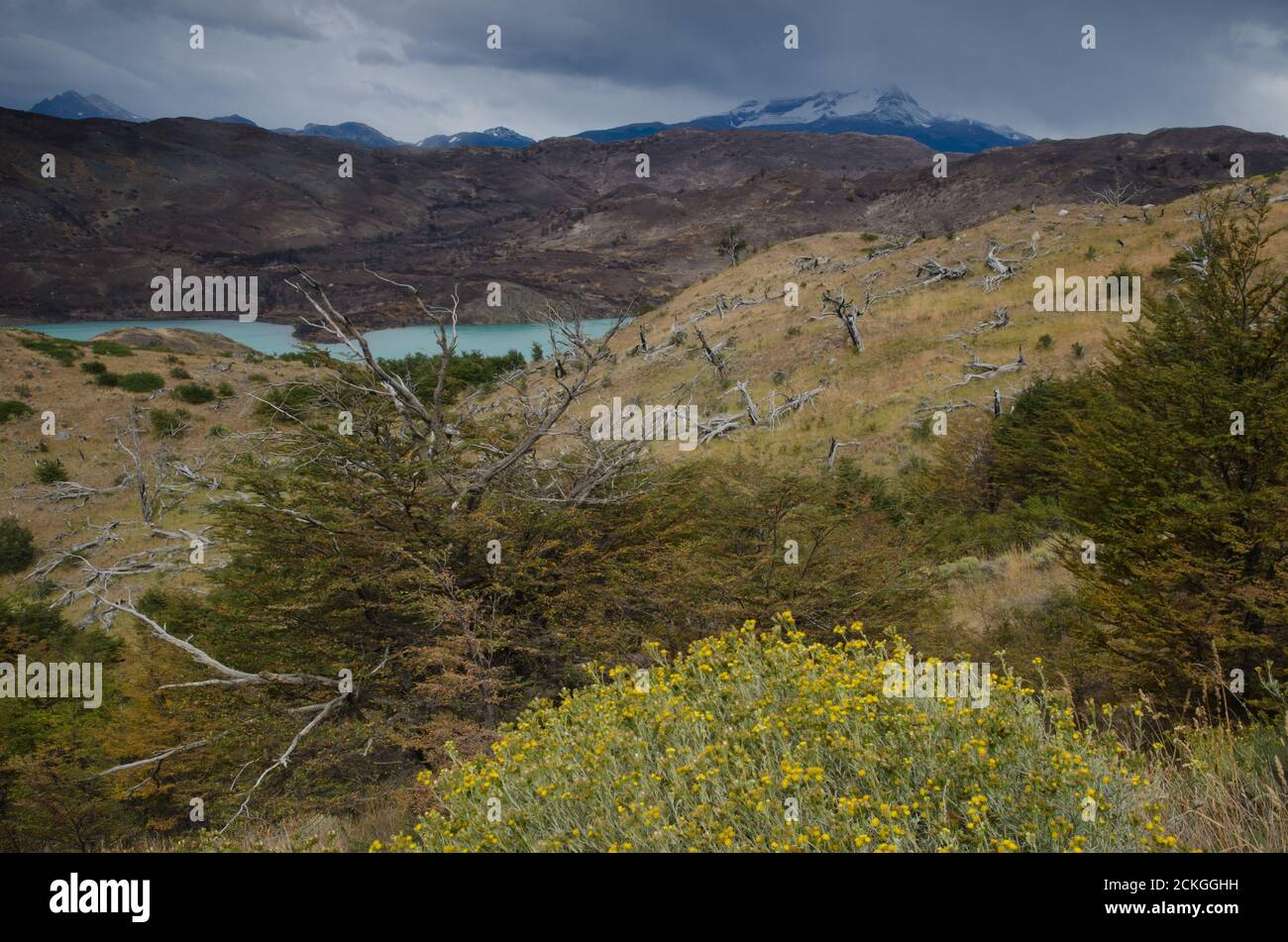 Paisaje en el Parque Nacional Torres del Paine con tierra quemada en el