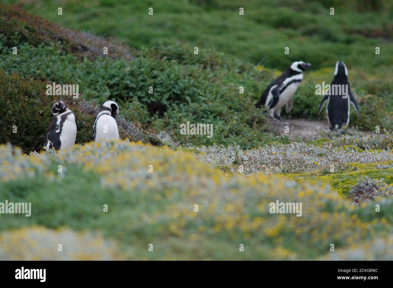 Pingüinos Magallanes Spheniscus magellanicus en la Reserva de Sonidos y Pingüinos de Otway. Magallanes. Magallanes y Región Antártica Chilena. Chile. Foto de stock
