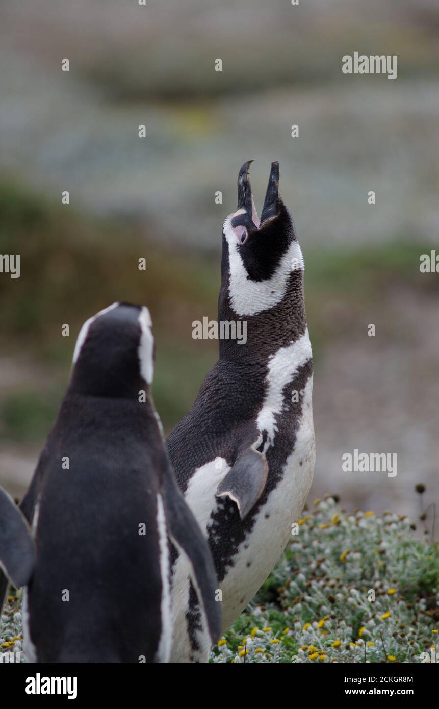 Pingüino magellanico llamado Spheniscus magellanicus. Otway Sound y Penguin Reserve. Magallanes. Magallanes y Región Antártica Chilena. Chile. Foto de stock