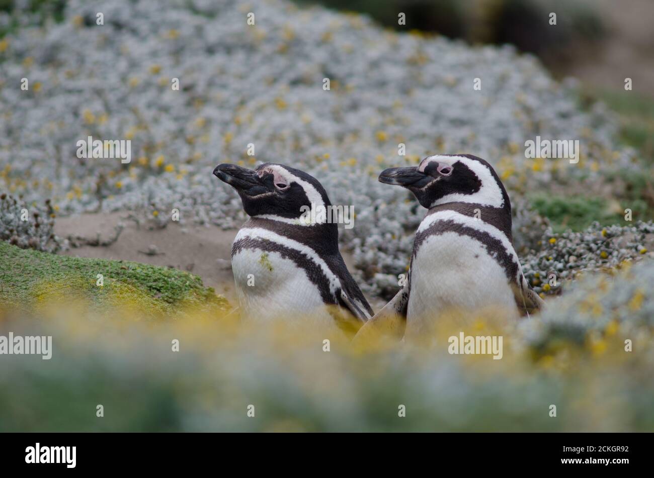 Pingüinos Magallanes Spheniscus magellanicus en la Reserva de Sonidos y Pingüinos de Otway. Magallanes. Magallanes y Región Antártica Chilena. Chile. Foto de stock