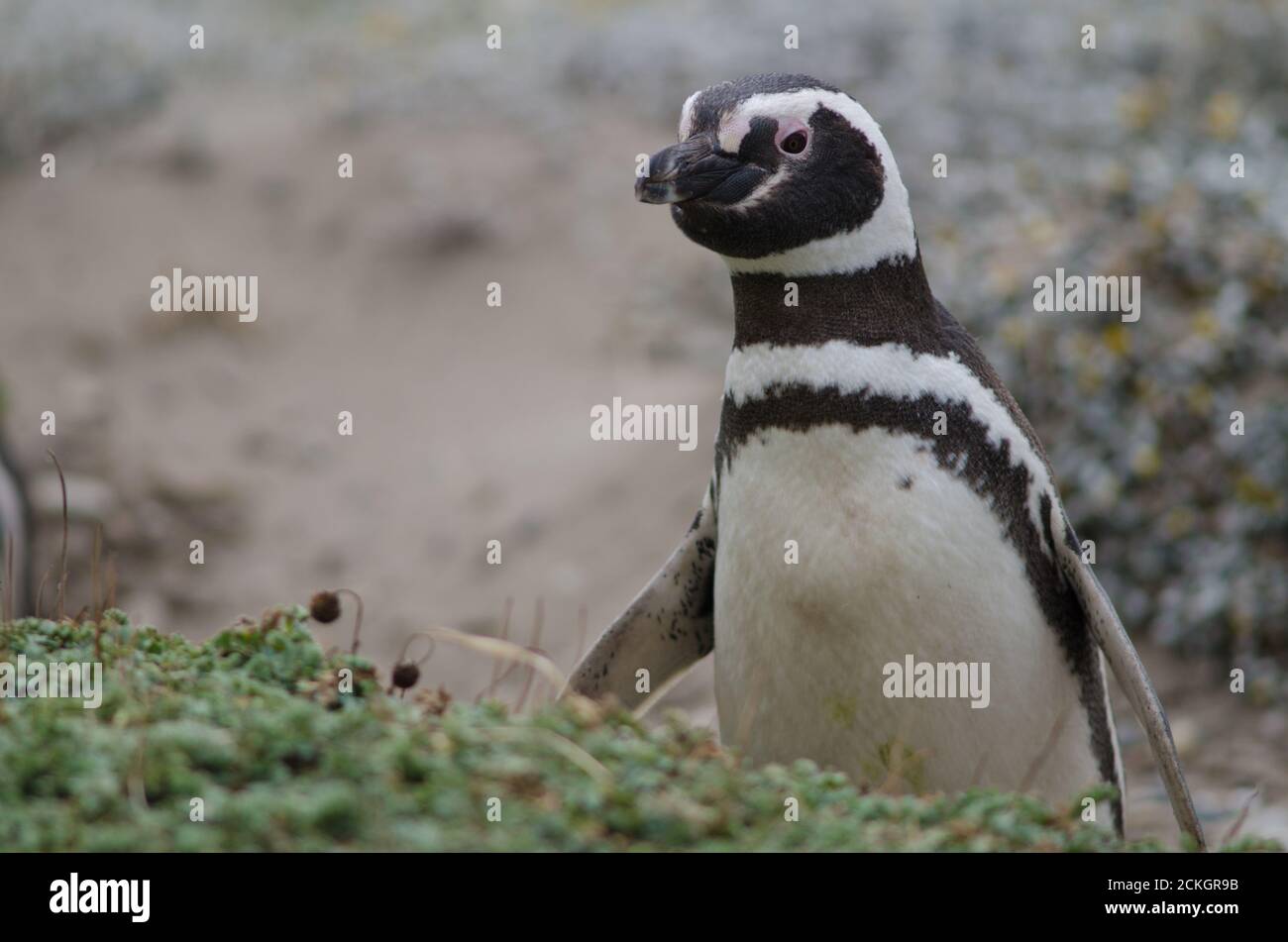 Pingüino magallánico Spheniscus magellanicus en la Reserva de Sonidos y Pingüinos de Otway. Magallanes. Magallanes y Región Antártica Chilena. Chile. Foto de stock