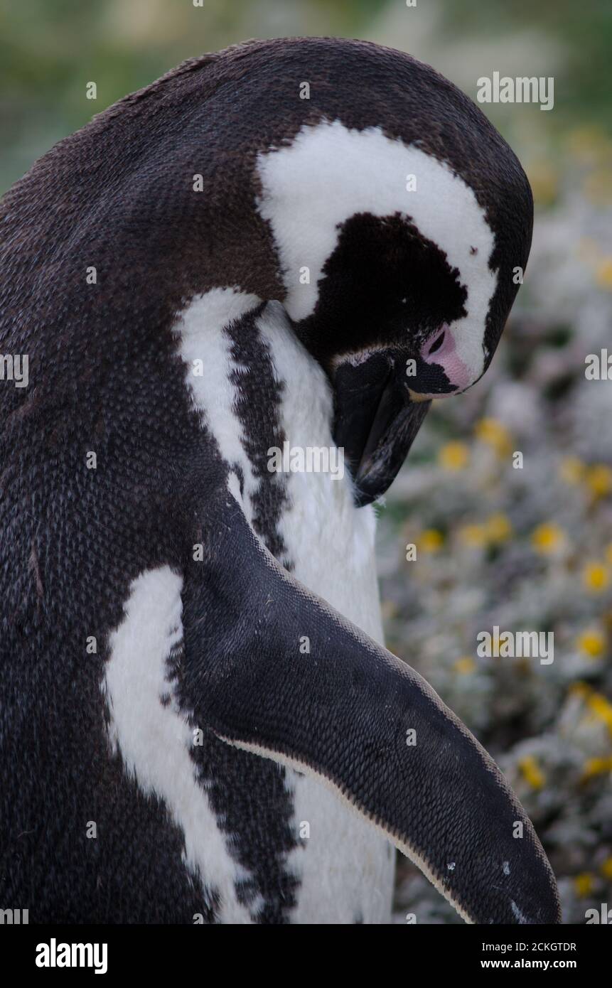 Pingüino magellanico Spheniscus magellanicus Preening. Otway Sound y Penguin Reserve. Magallanes. Magallanes y Región Antártica Chilena. Chile. Foto de stock