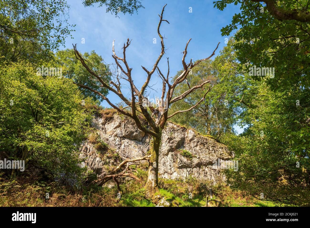 Árbol muerto se encuentra centinela en el bosque de Gwydir Trefriw Gales del Norte. Foto de stock