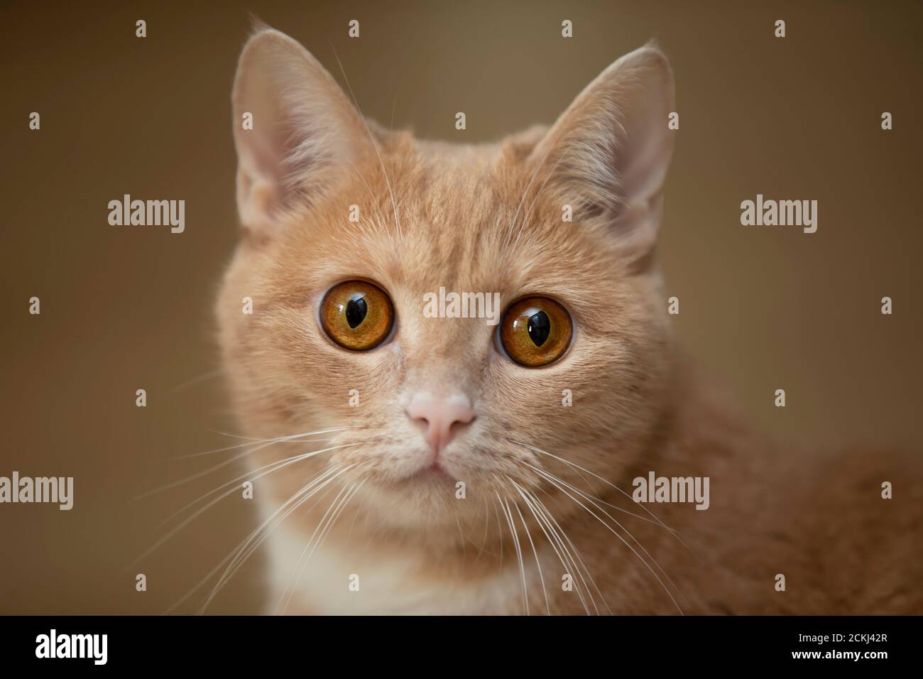 El hocico de un gato de jengibre con ojos amarillos asustados. Foto de stock
