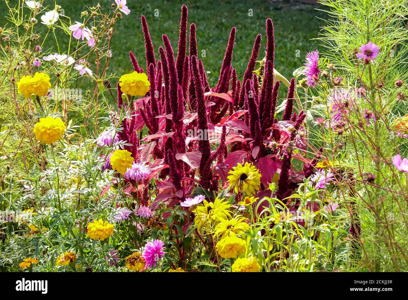 Rojo Amaranthus en el jardín de los lechos de flores a finales de verano Foto de stock