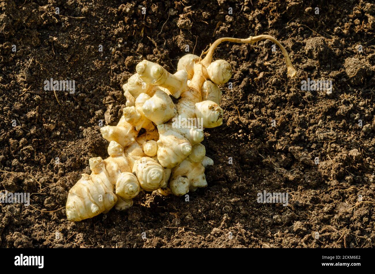 Tubérculos de alcachofa de Jerusalén en suelo de jardín. Raíces recién cosechadas de Helianthus tuberosus, también raíz solar, casamaca, manzana de tierra o topinambur. Foto de stock