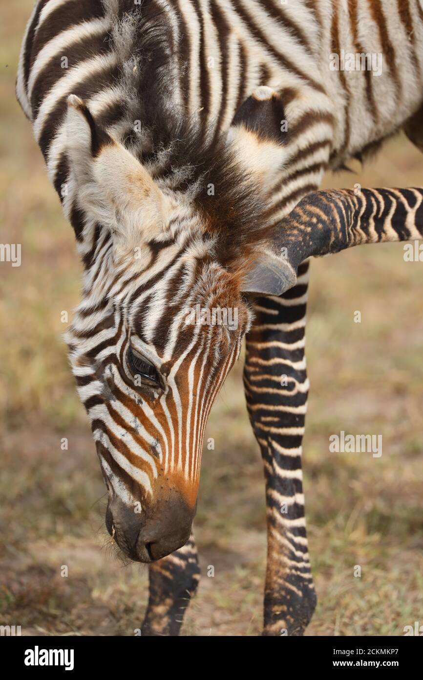 Cebra ternero Massai Mara, Kenia Foto de stock