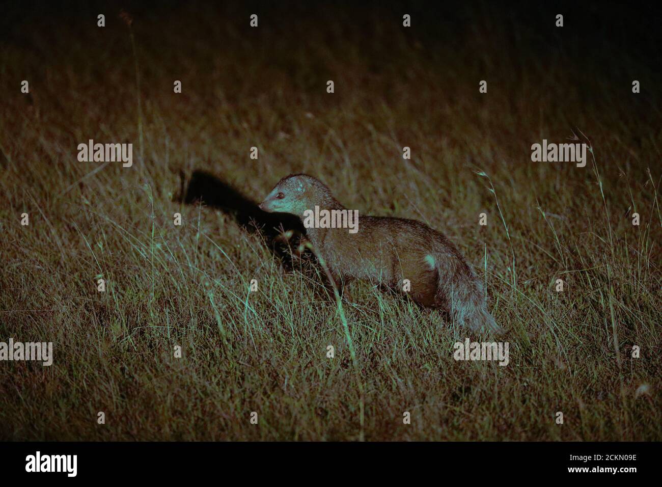 Mangosta de cola blanca Fotos e Imágenes de stock Alamy