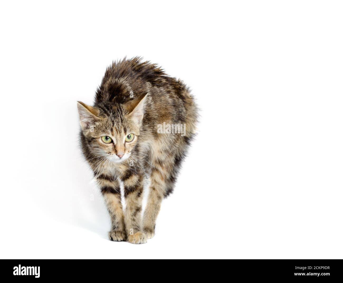 gato asustado sobre un fondo blanco aislado disparo de estudio Fotografía  de stock - Alamy