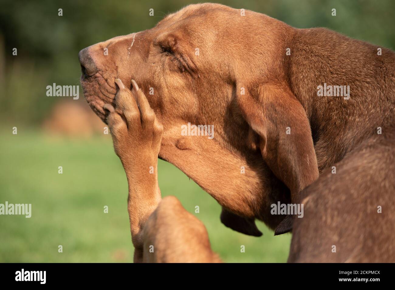 el perro rascándose Foto de stock