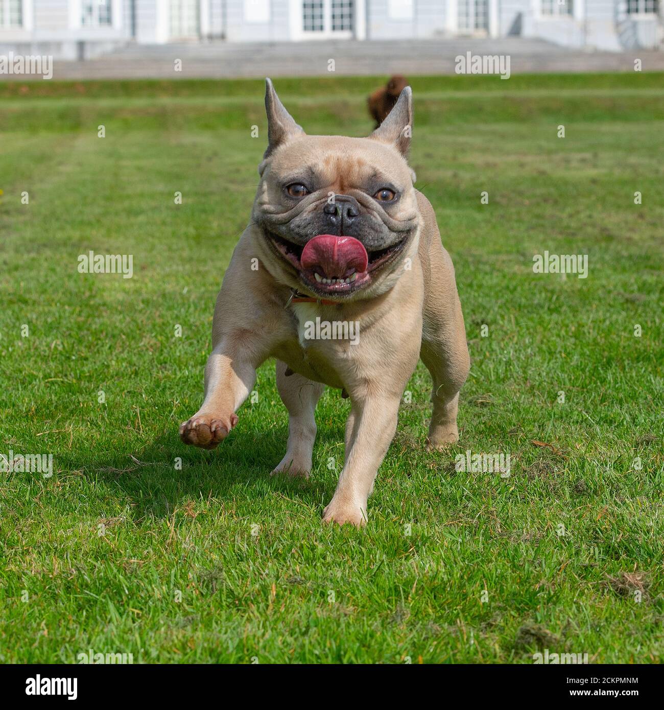 bulldog francés Foto de stock