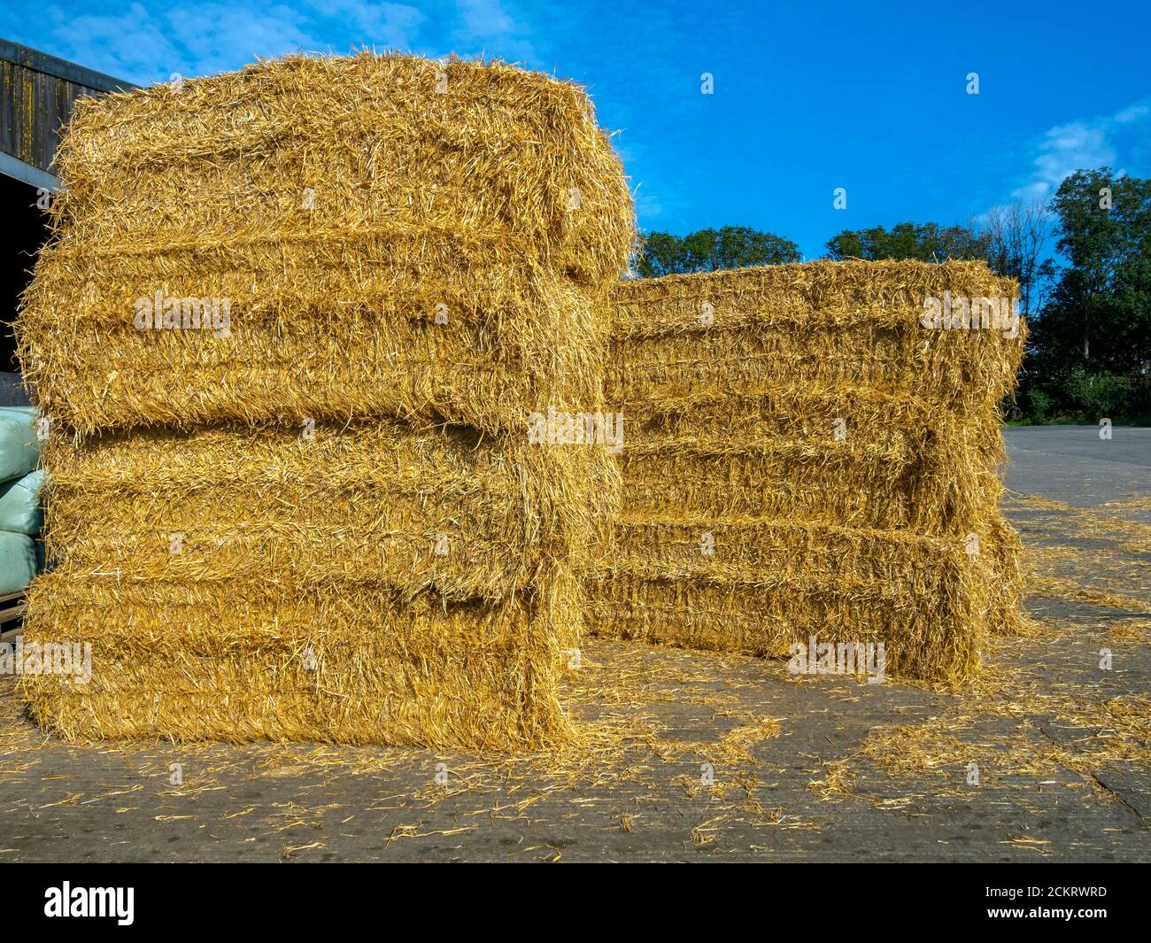 Heno angular o fardos de paja para el ganado de invierno se alimentan Una granja recién cosechada en septiembre de 2020 Foto de stock