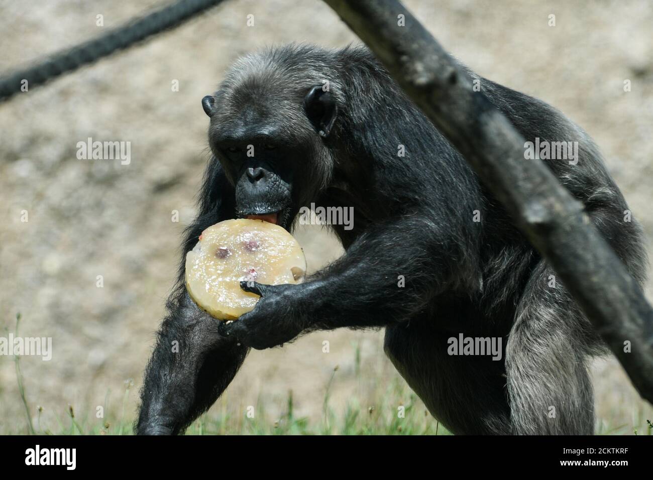 Un chimpancé sostiene hielo con frutos secos en el zoológico Hellabrunn en Munich, Alemania, 26 de junio de 2019. REUTERS/Andreas Gebert Foto de stock
