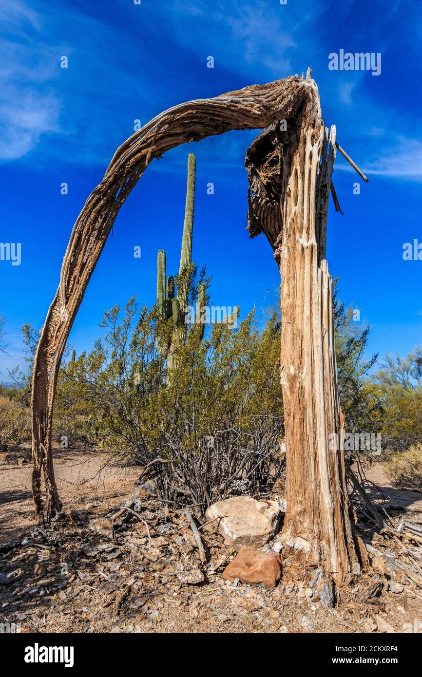 Una mujer es enana por un cactus saguaro. El saguaro es un cactus