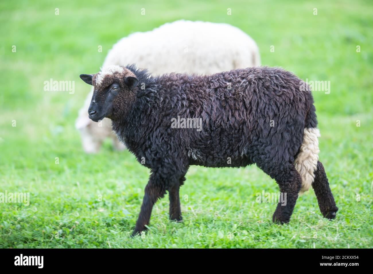 Oveja negra en una manada de blanco en un verde pradera Foto de stock