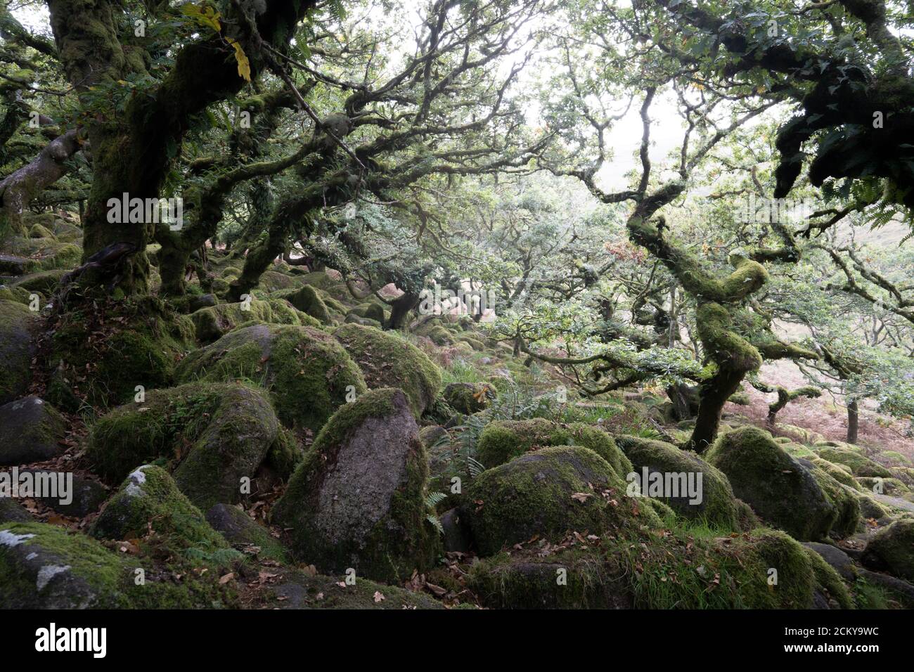 Wistman's Wood, Dartmoor, Devon, Reino Unido. Uno de los bosques de oakwoods más altos de Gran Bretaña, un ejemplo de bosque de robles nativos. Foto de stock