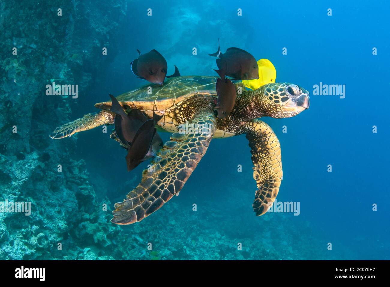 Tortuga de Mar Verde, Chelonia mydas, siendo limpiada por tang amarillo, Zebrasoma flavescens, y pez surgeonero azul, Acanthurus nigroris, Kona Coast, Big I Foto de stock