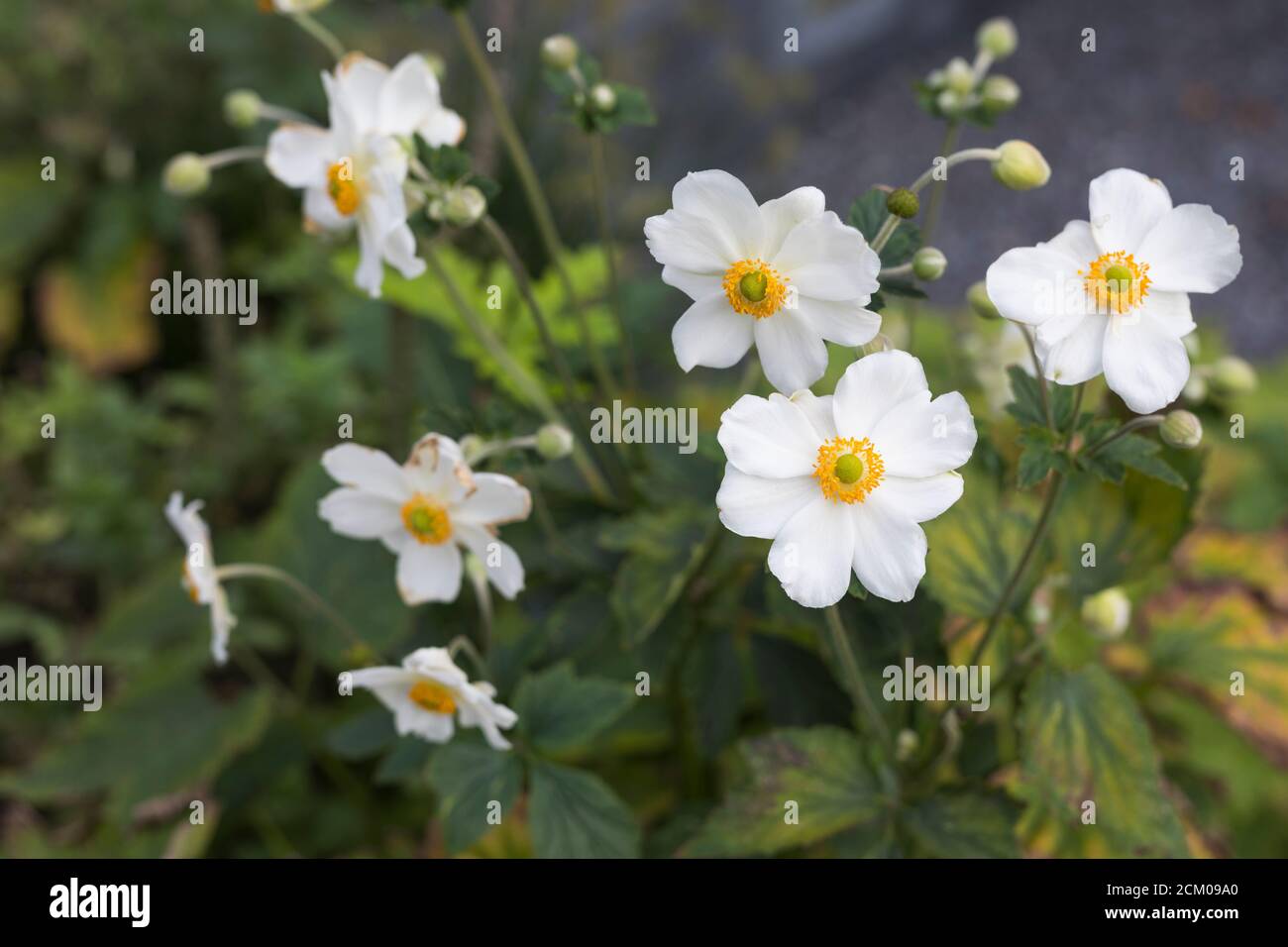 Anémonas en flor, flores blancas en el jardín Foto de stock
