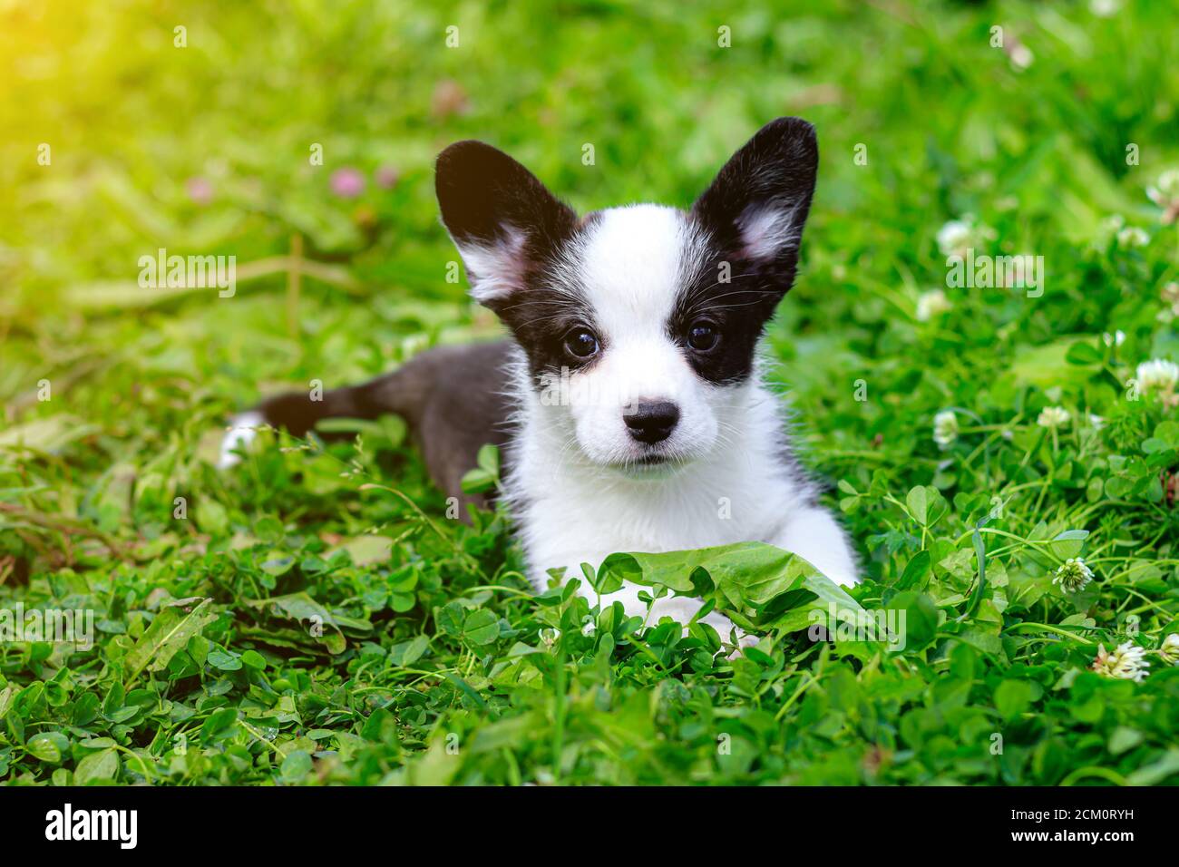 El cárdigan de Corgi galés del cachorro está acostado en la hierba. Una mascota. Un hermoso perro de pura sangre. El concepto de la obra de arte para materiales impresos. Artículo sobre Foto de stock