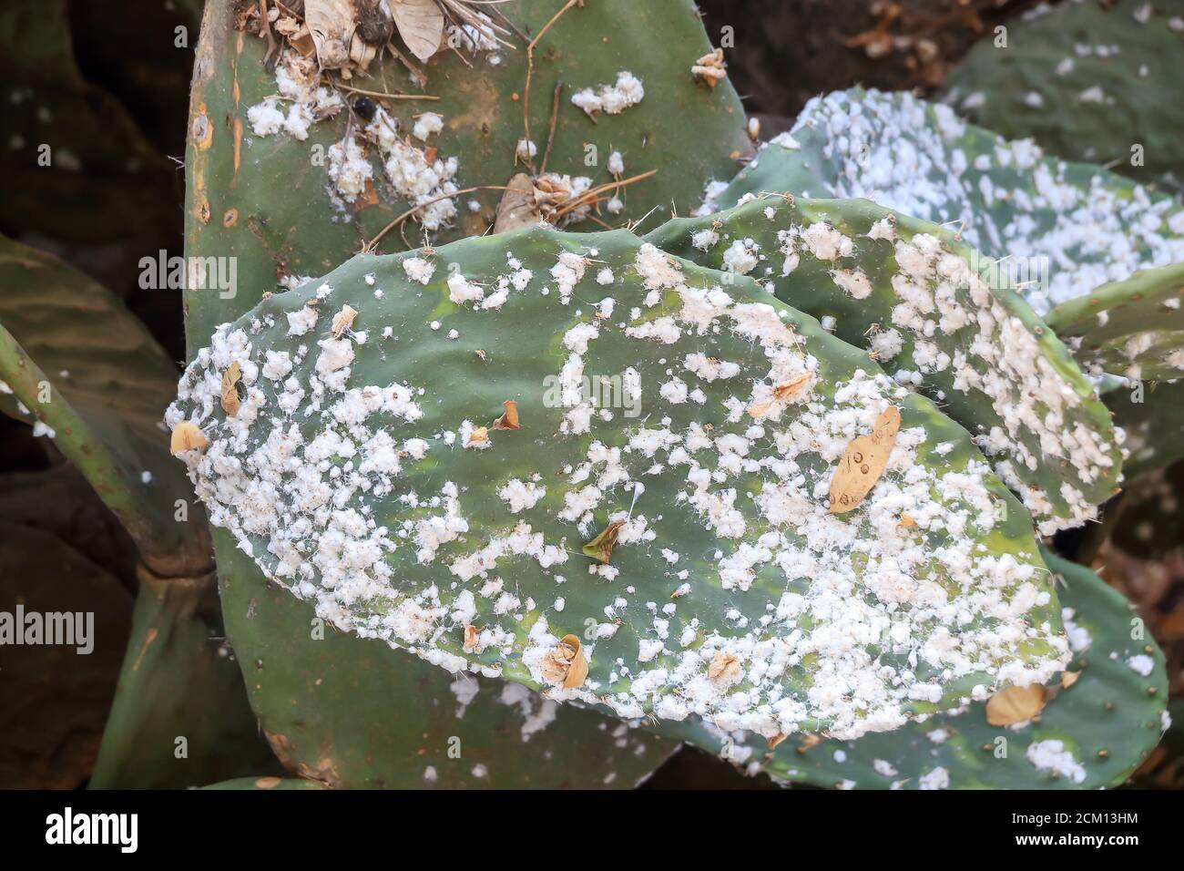 Macro fotografía de peras de Prickly con una infestación de cochinilla. Profundidad de campo reducida Foto de stock