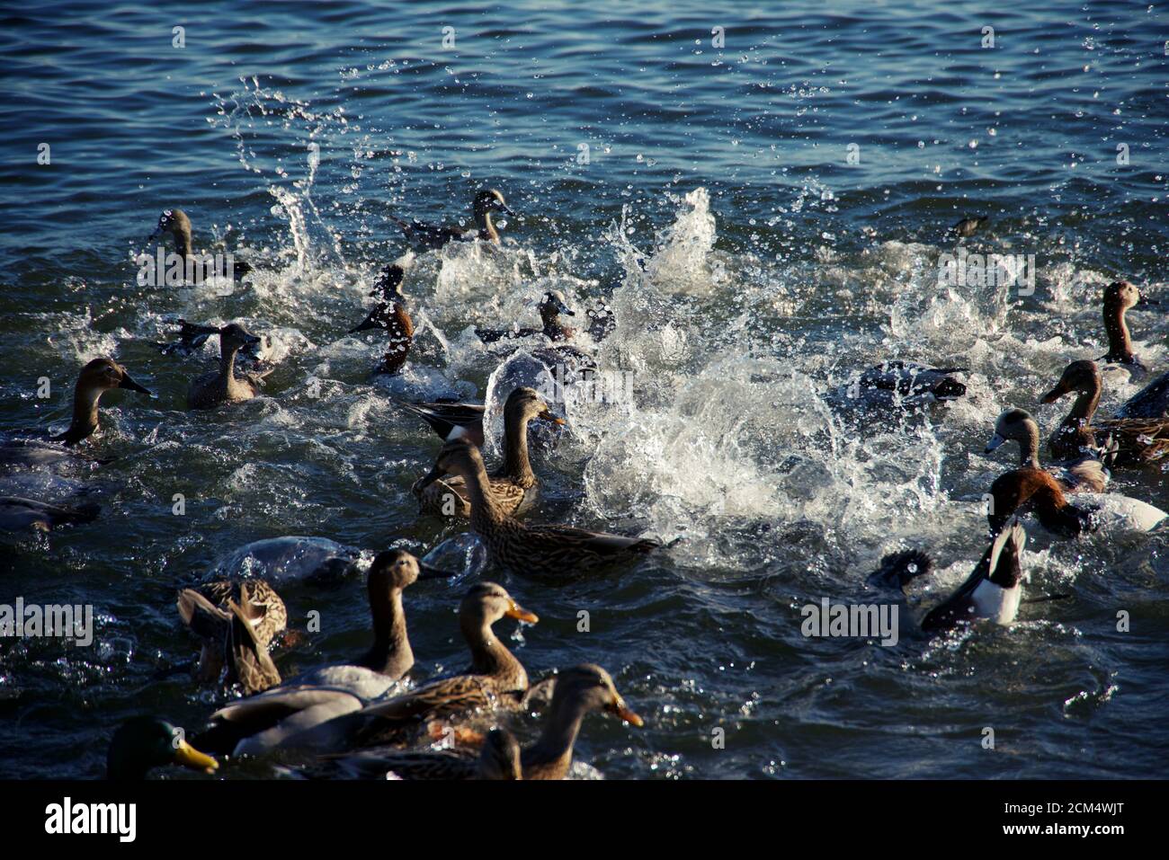 Rebaño de diferentes tipos de patos nadando en el agua Foto de stock