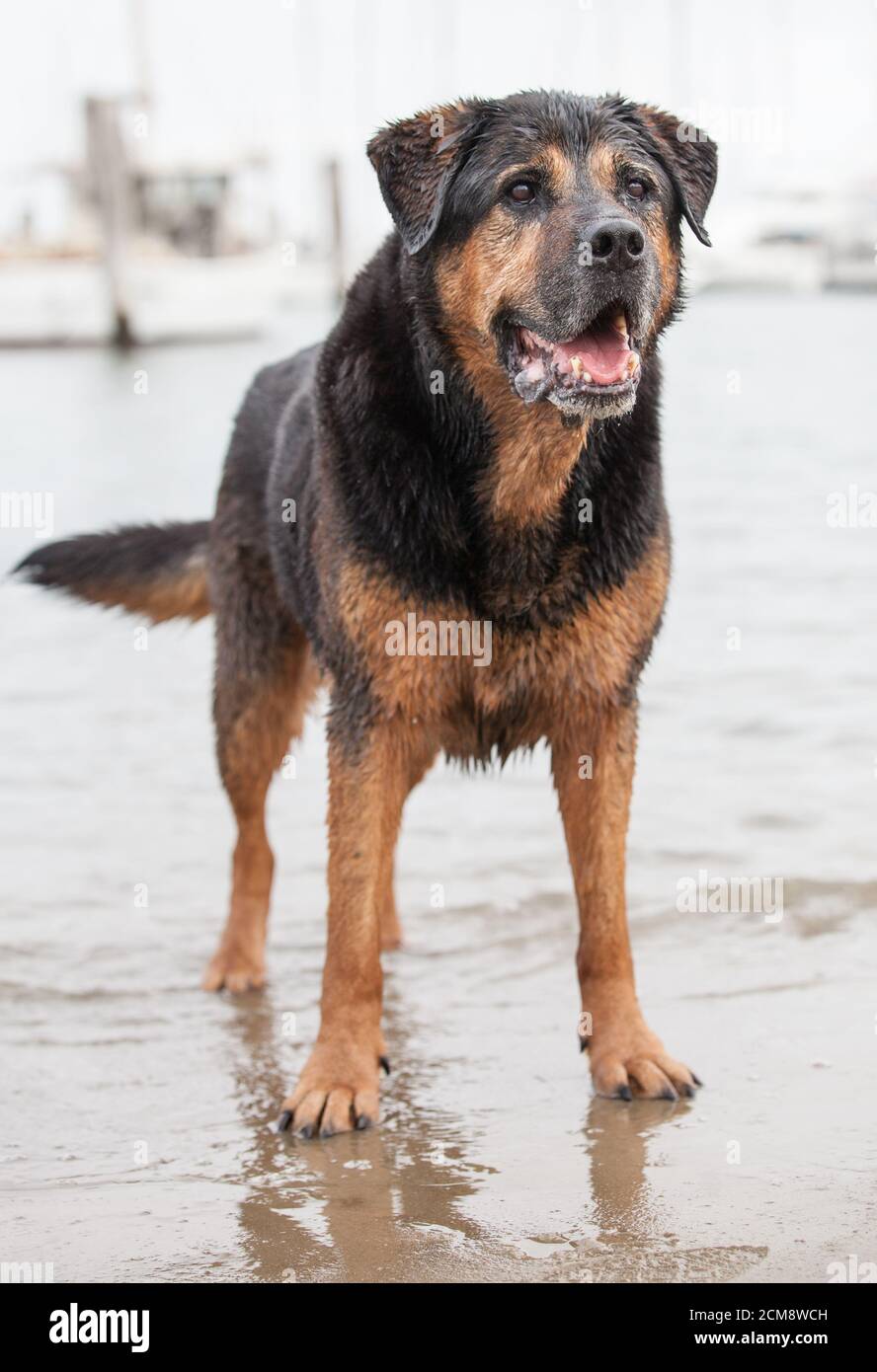 Raza cruzada rottweiler fotografías e imágenes de alta resolución - Alamy