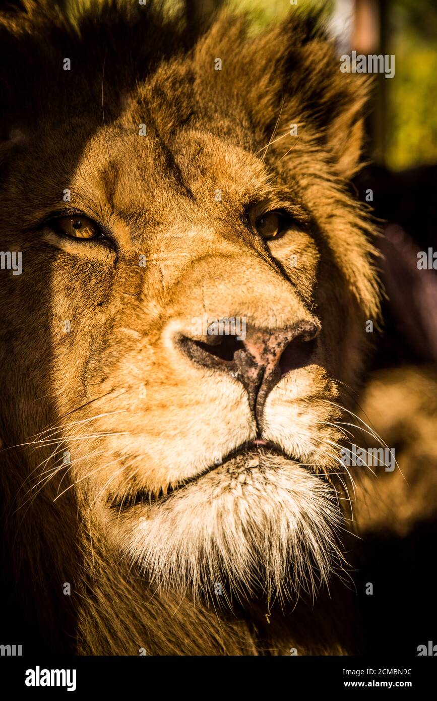 Retrato de león primer plano Foto de stock